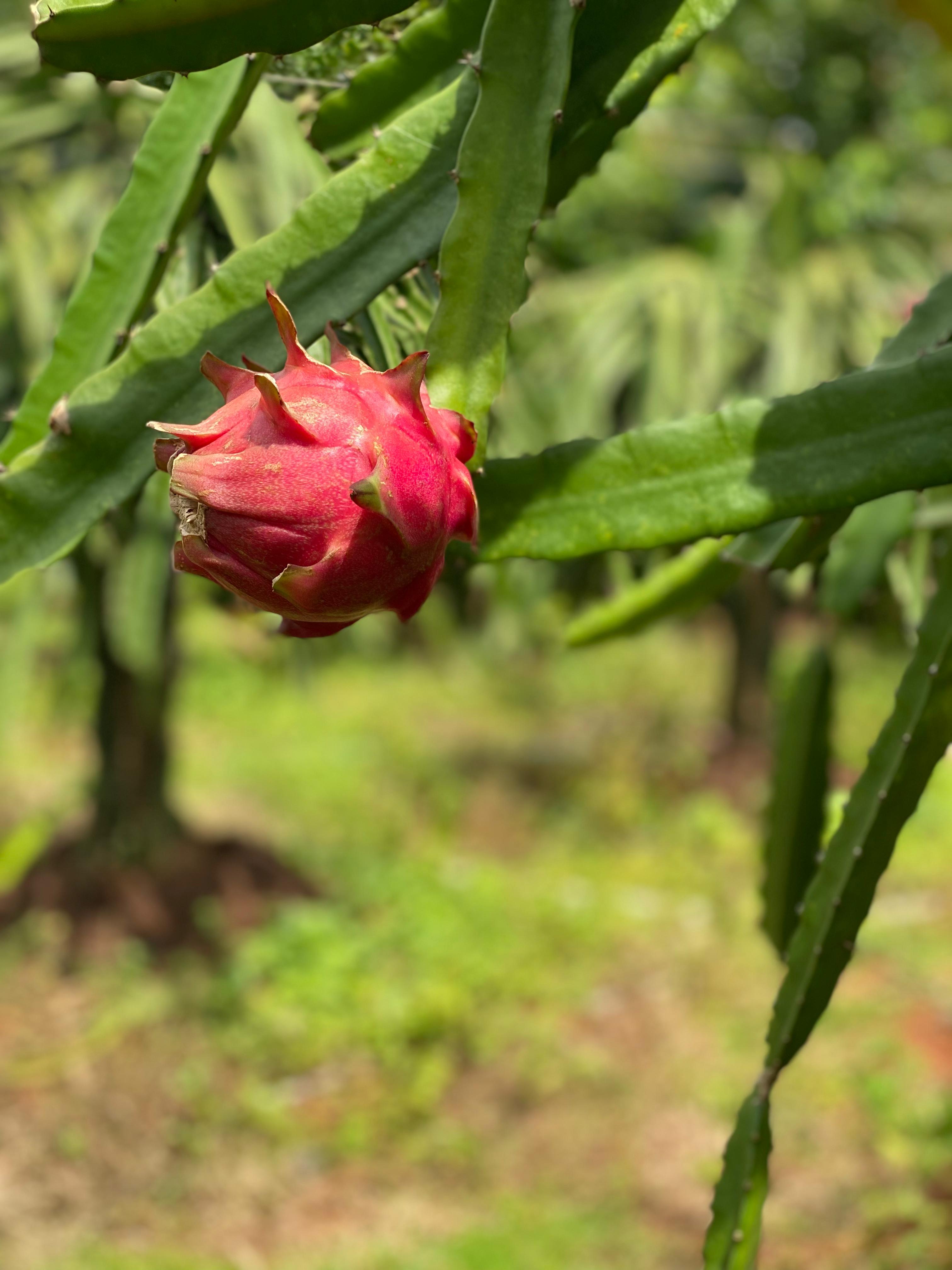Dragon fruit plant closeup
